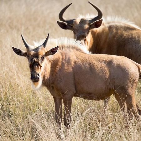 Plettenberg Bay Game Reserve: The Baroness Safari Lodge Buitenkant foto
