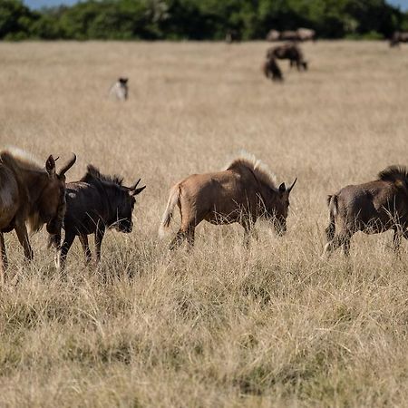 Plettenberg Bay Game Reserve: The Baroness Safari Lodge Buitenkant foto