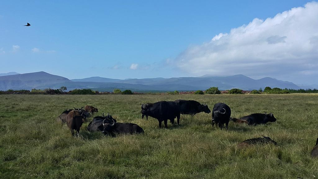 Plettenberg Bay Game Reserve: The Baroness Safari Lodge Buitenkant foto