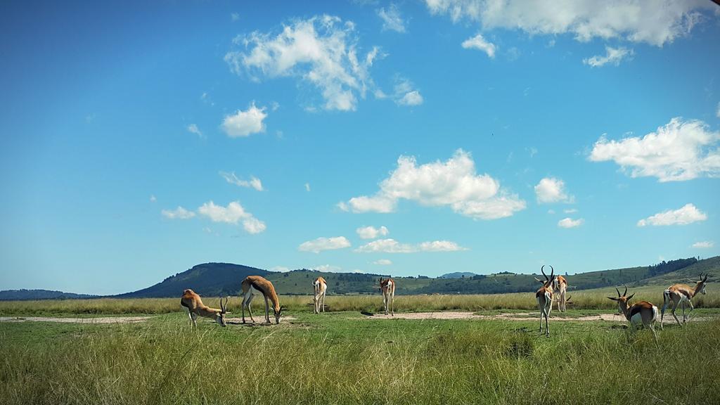 Plettenberg Bay Game Reserve: The Baroness Safari Lodge Buitenkant foto