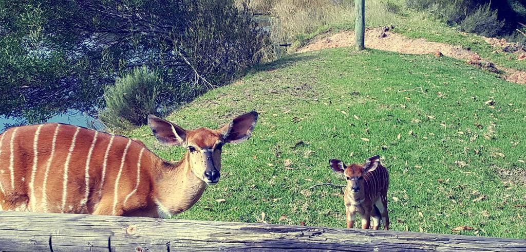 Plettenberg Bay Game Reserve: The Baroness Safari Lodge Buitenkant foto