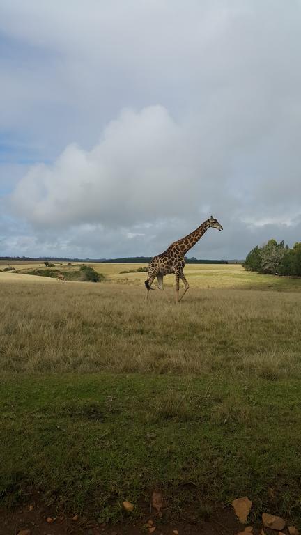 Plettenberg Bay Game Reserve: The Baroness Safari Lodge Buitenkant foto