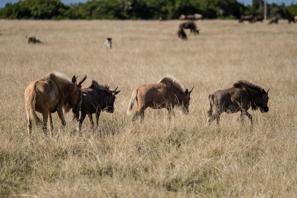 Plettenberg Bay Game Reserve: The Baroness Safari Lodge Buitenkant foto