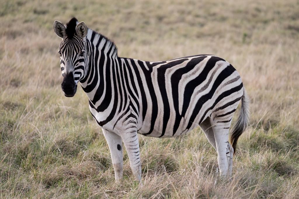 Plettenberg Bay Game Reserve: The Baroness Safari Lodge Buitenkant foto
