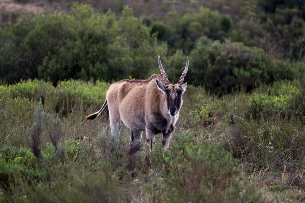 Plettenberg Bay Game Reserve: The Baroness Safari Lodge Buitenkant foto
