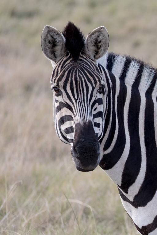 Plettenberg Bay Game Reserve: The Baroness Safari Lodge Buitenkant foto