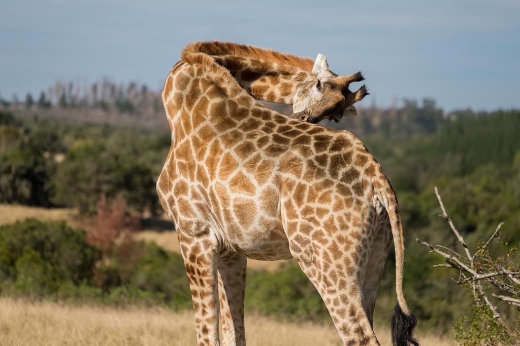 Plettenberg Bay Game Reserve: The Baroness Safari Lodge Buitenkant foto