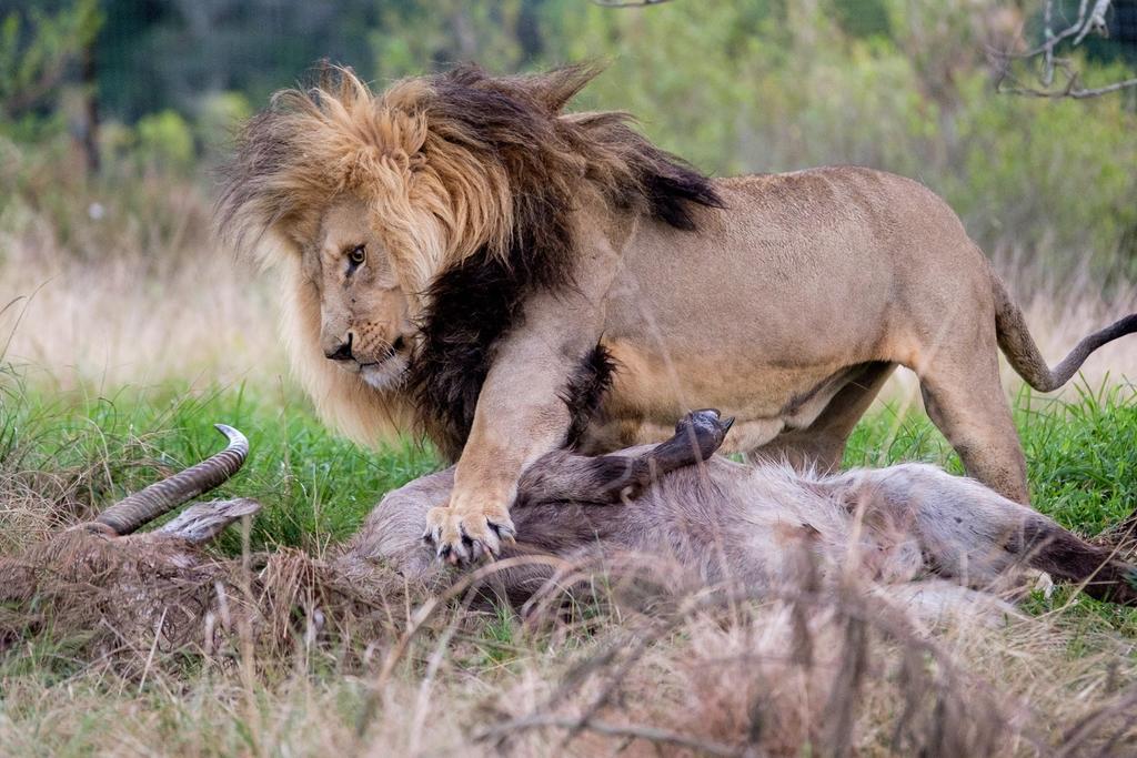 Plettenberg Bay Game Reserve: The Baroness Safari Lodge Buitenkant foto