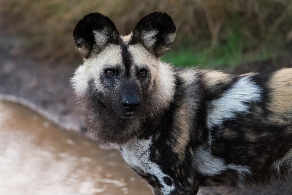 Plettenberg Bay Game Reserve: The Baroness Safari Lodge Buitenkant foto