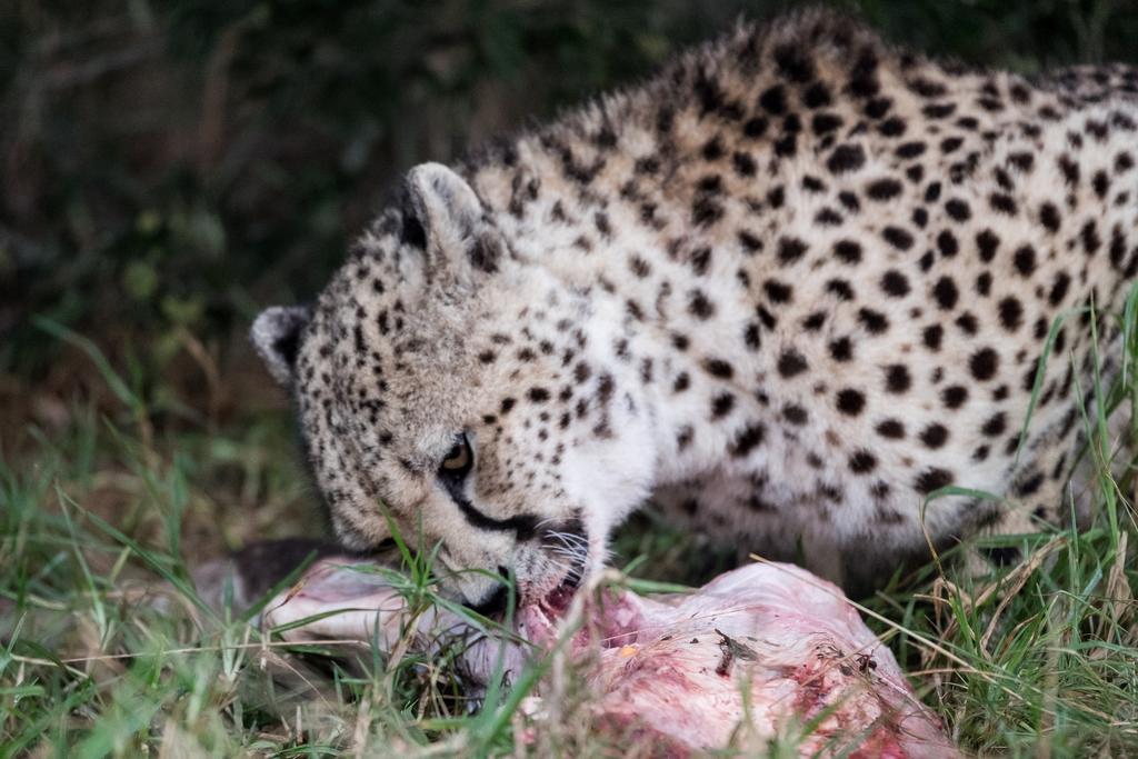 Plettenberg Bay Game Reserve: The Baroness Safari Lodge Buitenkant foto