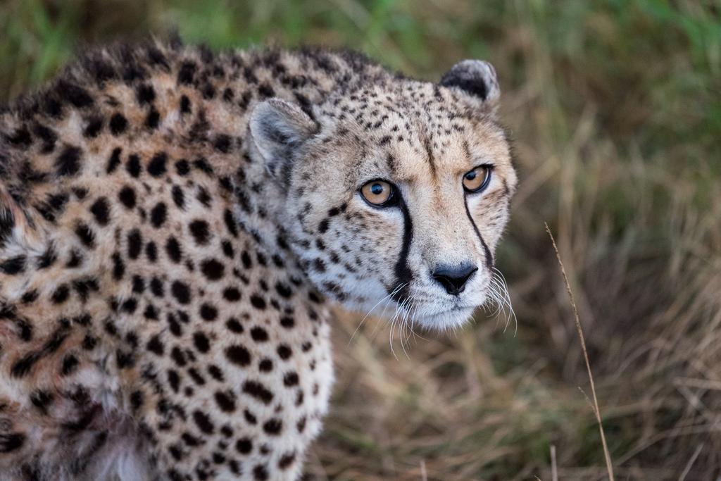Plettenberg Bay Game Reserve: The Baroness Safari Lodge Buitenkant foto