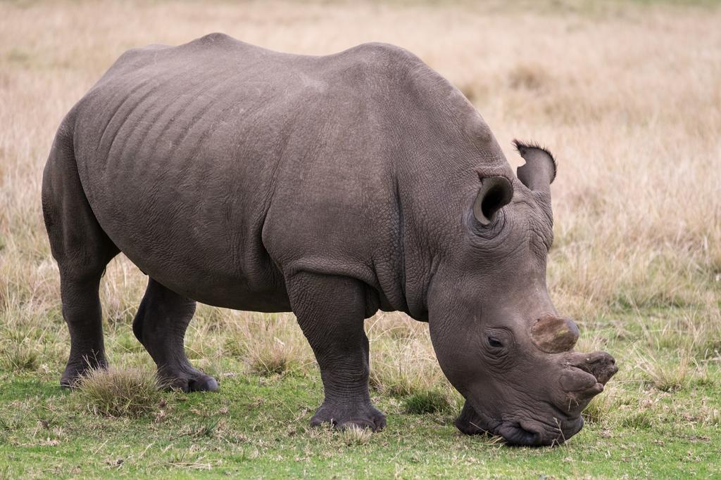 Plettenberg Bay Game Reserve: The Baroness Safari Lodge Buitenkant foto