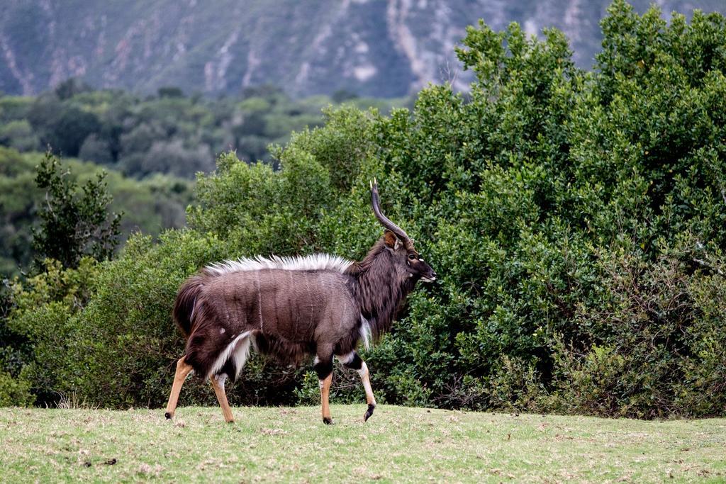 Plettenberg Bay Game Reserve: The Baroness Safari Lodge Buitenkant foto